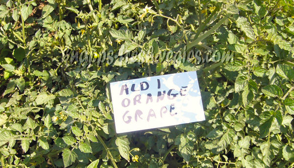 aldi orange grape