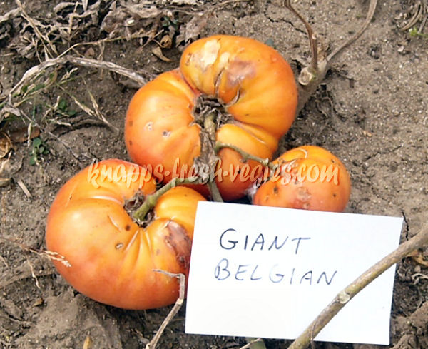 giant belgium