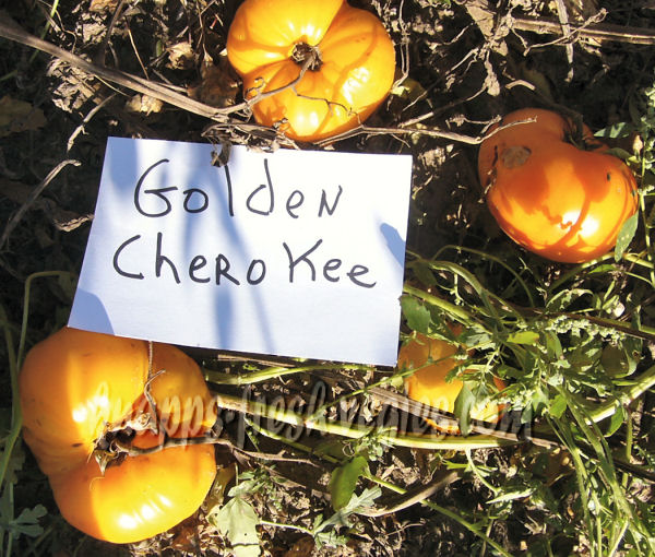 golden cherokee