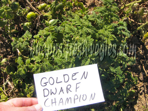 golden dwarf champion