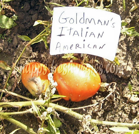 goldman's italian american
