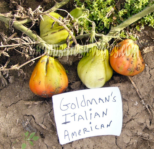 goldman's italian american