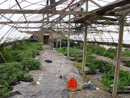 greenhouse