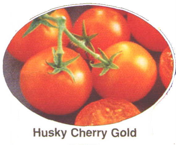 husky cherry gold