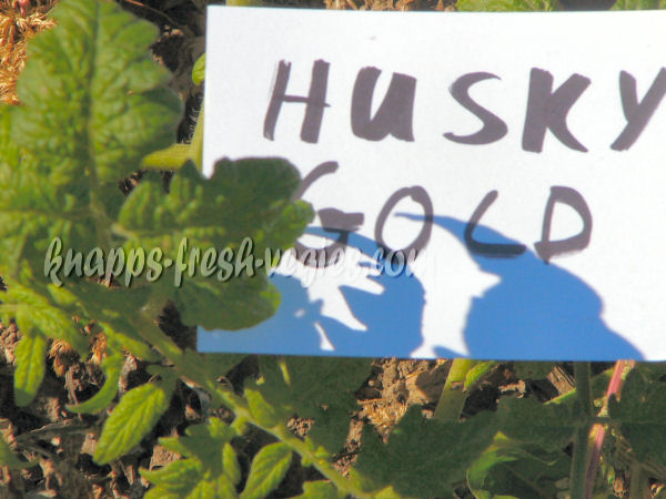 husky gold