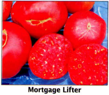 mortgage lifter