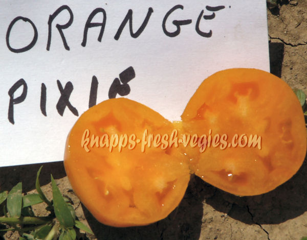 orange pixie
