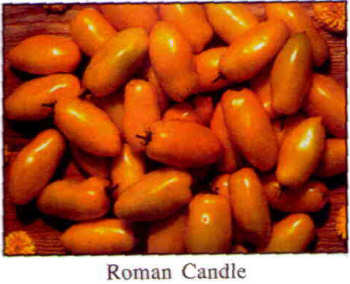 roman candle