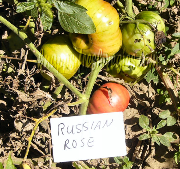 russian rose