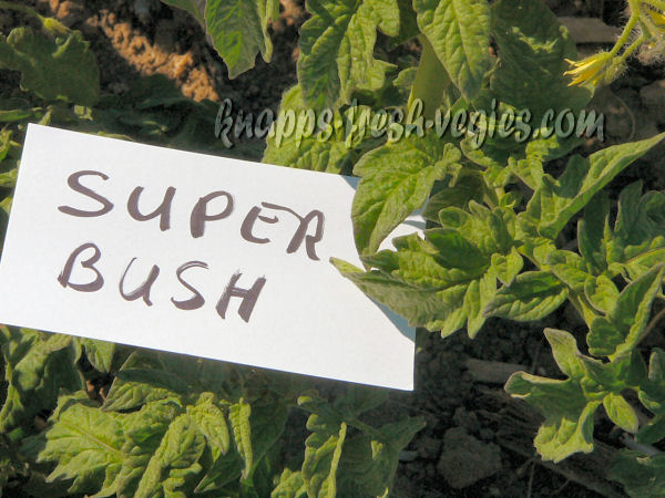 super bush