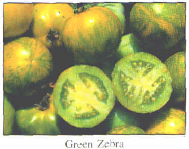 Green Zebra tomato